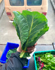 Seasonal Greens