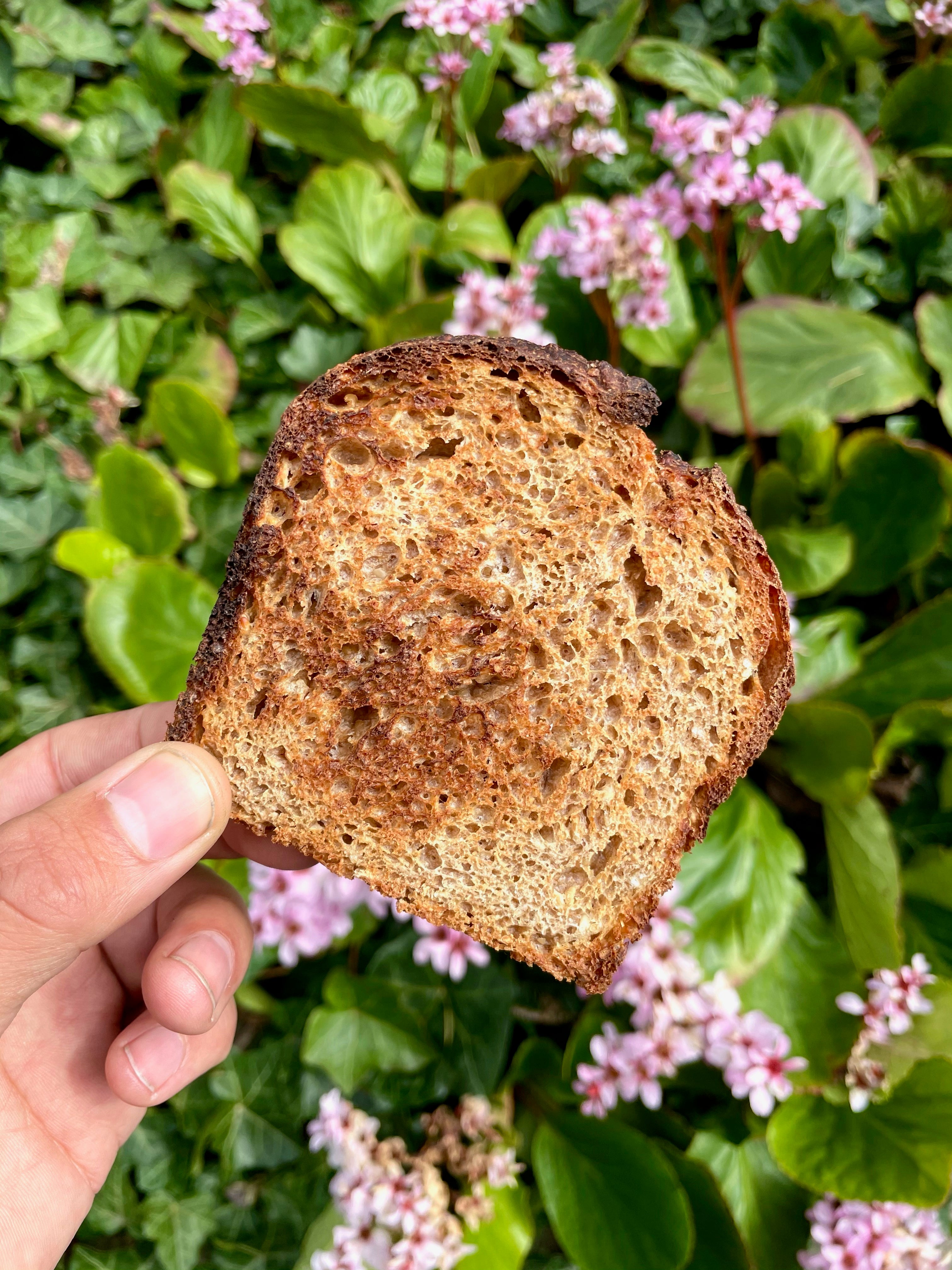 Sourdough Hippy Whole Wheat