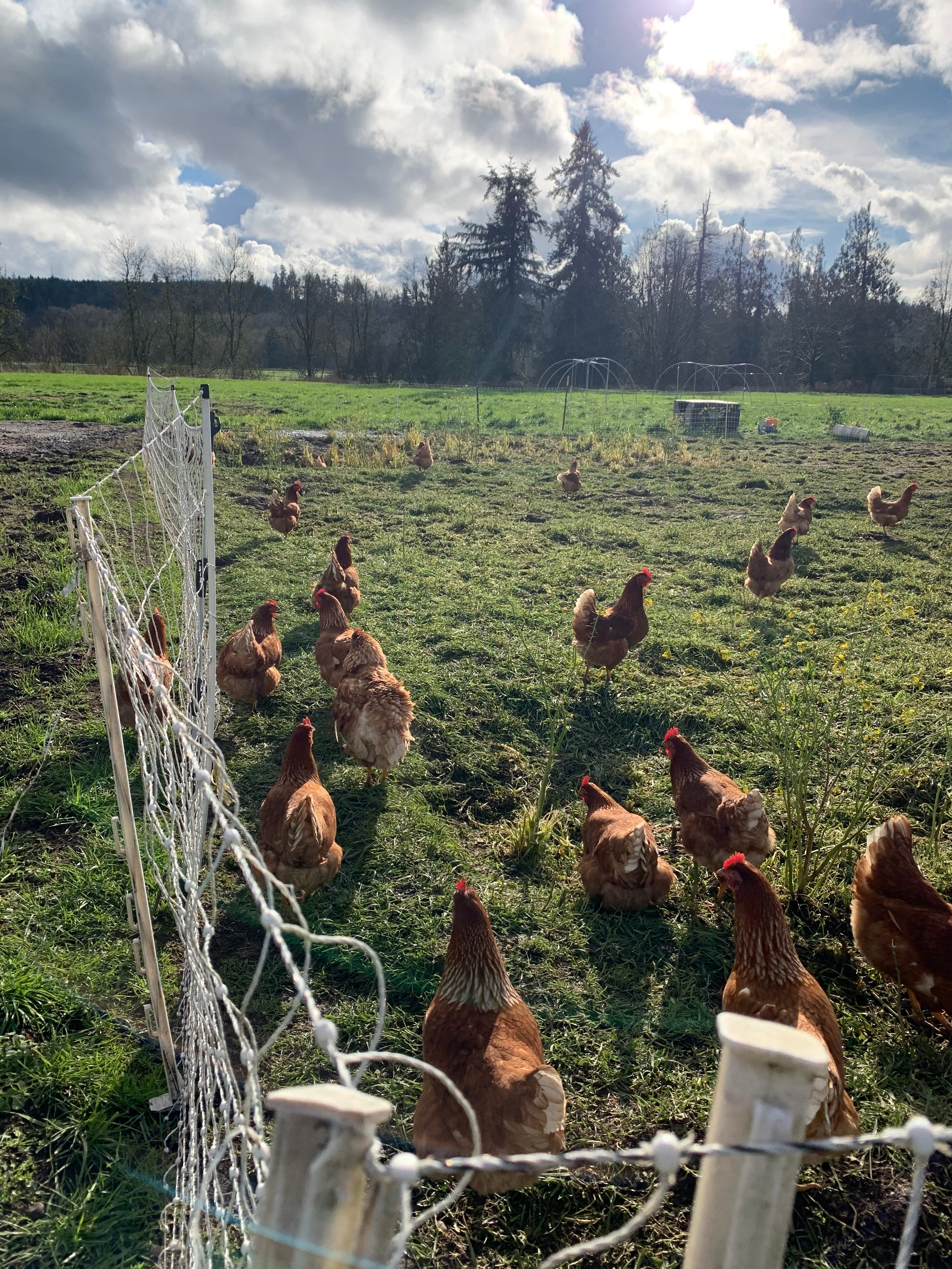 Pastured Chicken Share